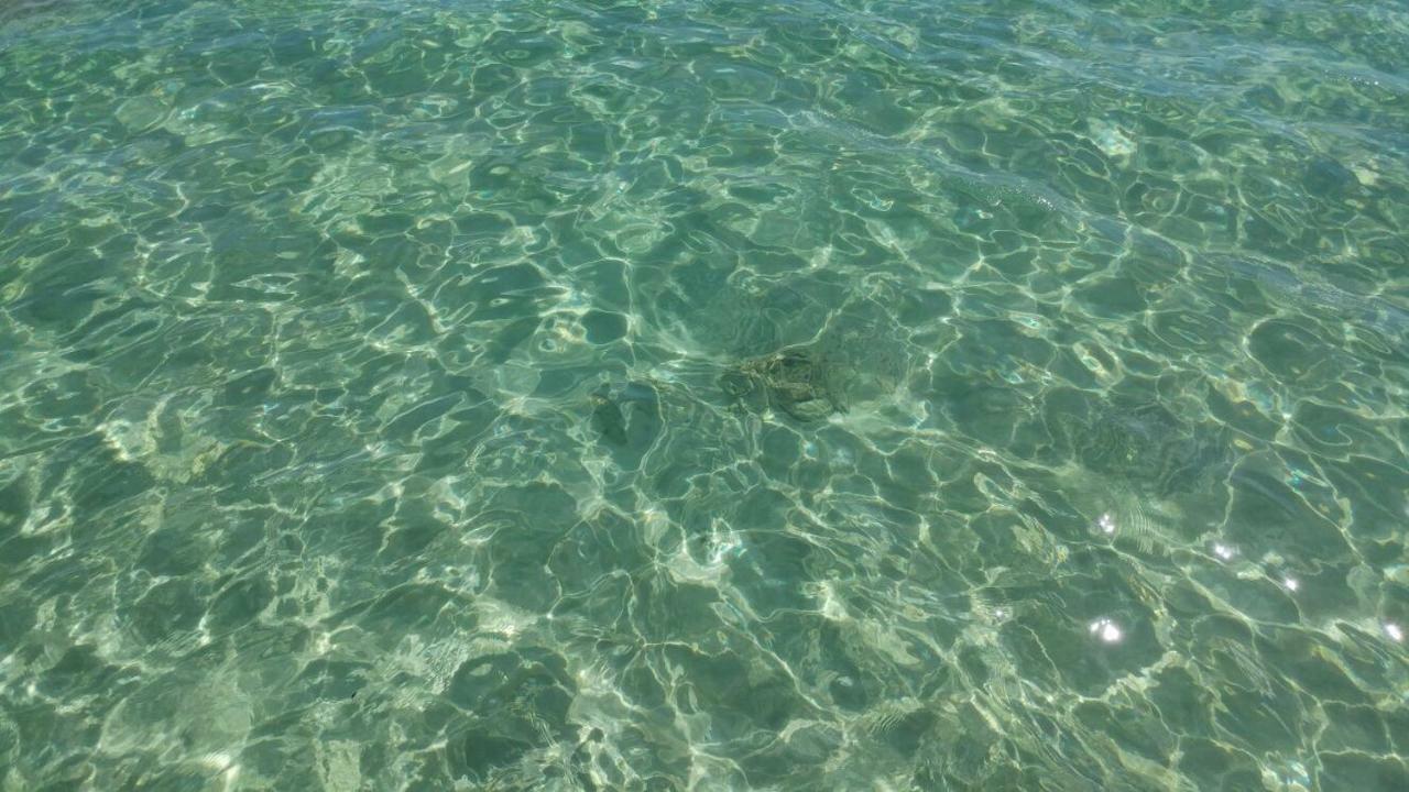 Oasi *